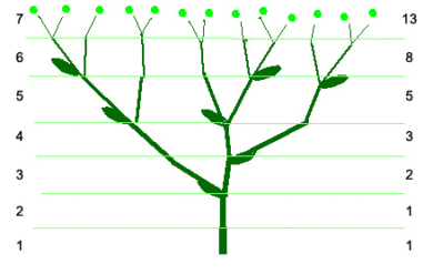 Ciąg Fibonacciego – drzewo