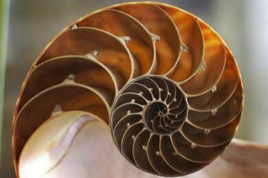 Ciąg Fibonacciego – muszle